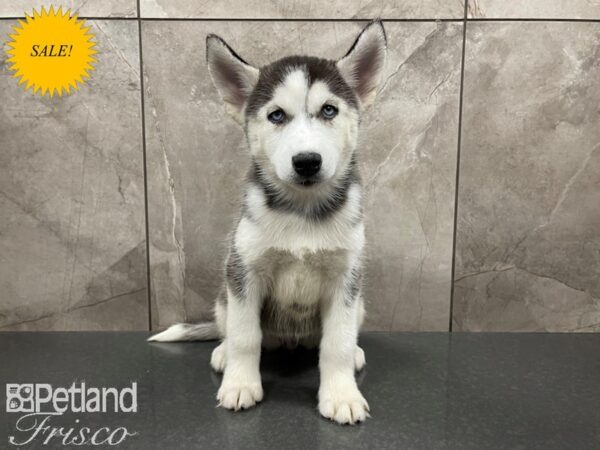Siberian Husky-DOG-Female-Black & White-27653-Petland Frisco & Mckinney, Texas