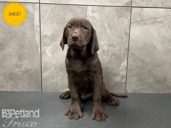 Labrador Retriever-DOG-Male-Chocolate-27654-Petland Frisco, Texas