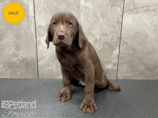 Labrador Retriever-DOG-Male-Chocolate-27657-Petland Frisco, Texas