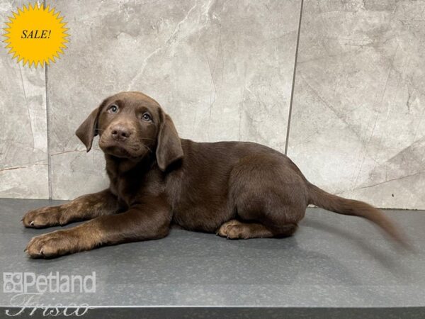 Labrador Retriever-DOG-Male-Chocolate-27670-Petland Frisco, Texas