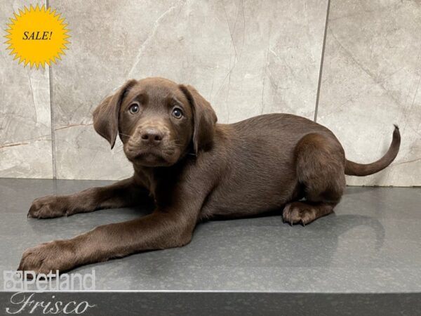 Labrador Retriever-DOG-Female-Chocolate-27672-Petland Frisco & Mckinney, Texas