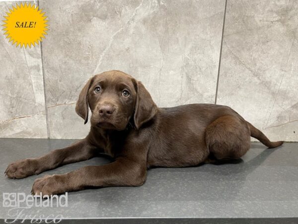 Labrador Retriever-DOG-Male-Chocolate-27673-Petland Frisco, Texas