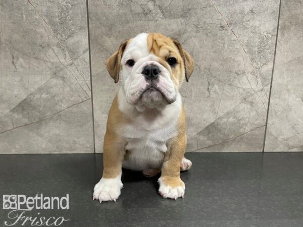 English Bulldog-DOG-Male-Brown & White-27699-Petland Frisco & Mckinney, Texas