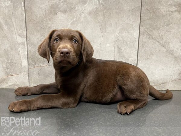 Labrador Retriever-DOG-Male-Chocolate-27671-Petland Frisco, Texas