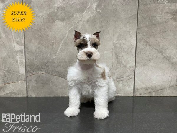 Miniature Schnauzer-DOG-Male-Merle-27533-Petland Frisco & Mckinney, Texas