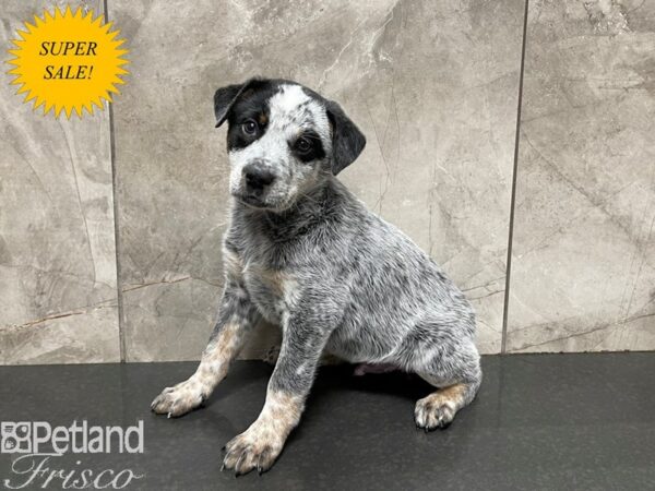 Australian Cattle Dog-DOG-Male-Blue Mottled-27556-Petland Frisco & Mckinney, Texas