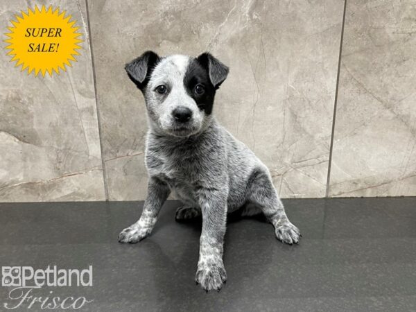 Australian Cattle Dog DOG Female Blue Mottled 27557 Petland Frisco, Texas