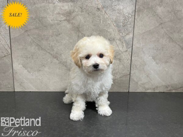 Bichonpoo DOG Male Cream 27561 Petland Frisco, Texas