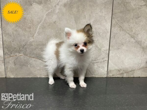 Pomeranian-DOG-Male-Sable & White Parti-27563-Petland Frisco & Mckinney, Texas