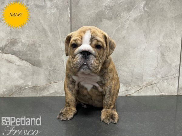 English Bulldog-DOG-Male-FAWN WHITE-27592-Petland Frisco, Texas