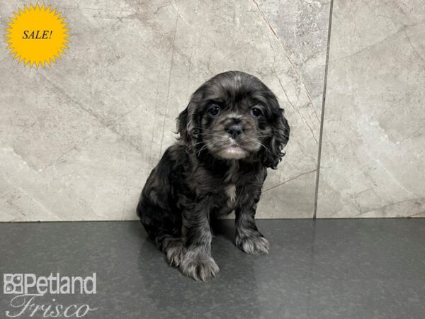 Cocker Spaniel DOG Female BLK/GREY MERLE 27598 Petland Frisco, Texas