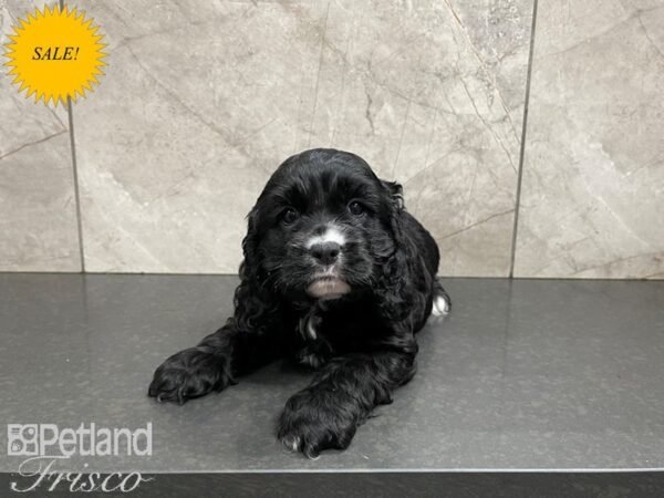 Cocker Spaniel DOG Male BLK 27599 Petland Frisco, Texas