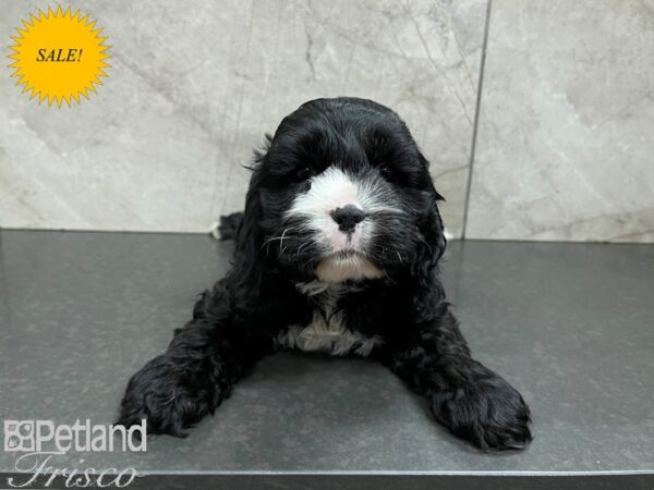 Cocker Spaniel DOG Male BLK 27600 Petland Frisco, Texas