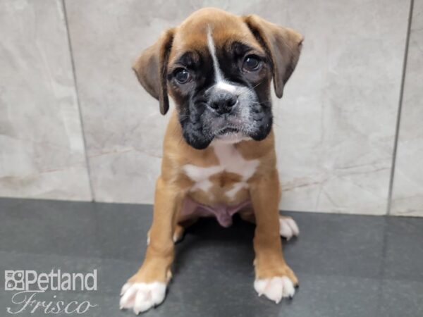 Boxer DOG Male Red 27710 Petland Frisco, Texas