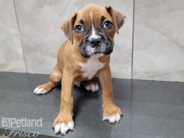 Boxer DOG Male Red 27711 Petland Frisco, Texas