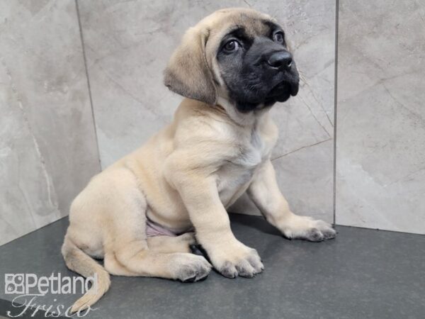 English Mastiff DOG Male Fawn & Black Mask 27712 Petland Frisco, Texas