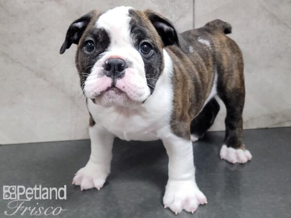 English Bulldog-DOG-Male-Brindle and White-27714-Petland Frisco & Mckinney, Texas