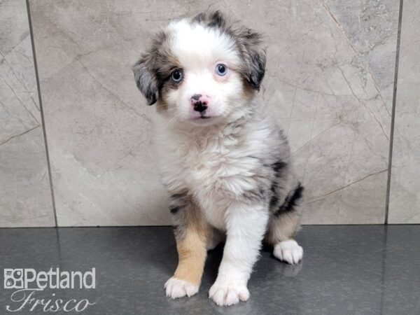 Toy Australian Shepherd-DOG-Male-Blue Merle-27715-Petland Frisco & Mckinney, Texas
