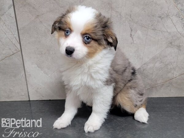 Toy Australian Shepherd DOG Female Blue Merle 27716 Petland Frisco, Texas