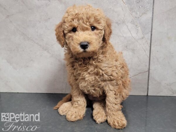 Mini Goldendoodle DOG Female Red 27718 Petland Frisco, Texas