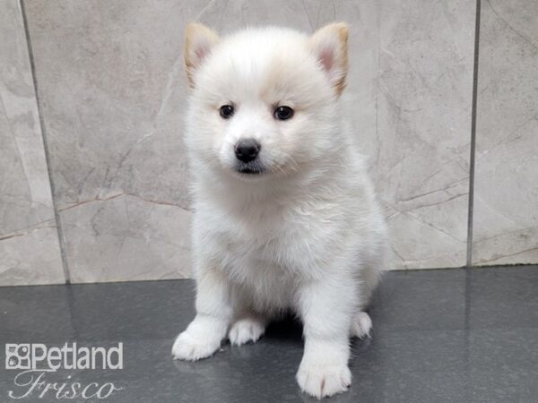 Pomsky DOG Female SABLE WHITE 27721 Petland Frisco, Texas