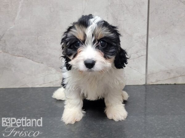 Cava Chon-DOG-Female-TRI-27730-Petland Frisco & Mckinney, Texas
