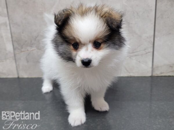 Pomeranian-DOG-Female-SABLE WHITE-27723-Petland Frisco & Mckinney, Texas