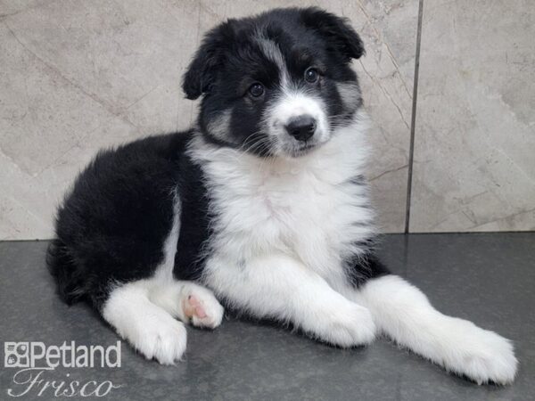 Aussie Mo DOG Male BLK TRI 27732 Petland Frisco, Texas