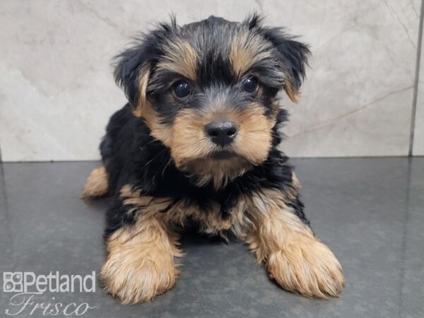 Yorkshire Terrier-DOG-Male-Blk tan-27735-Petland Frisco & Mckinney, Texas
