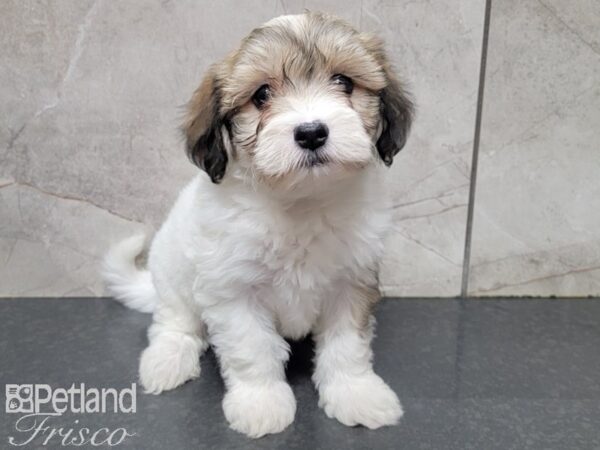 Hava Chon-DOG-Female-BROWN WH-27734-Petland Frisco, Texas