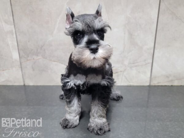 Miniature Schnauzer-DOG-Male-salt-pepper-27733-Petland Frisco & Mckinney, Texas