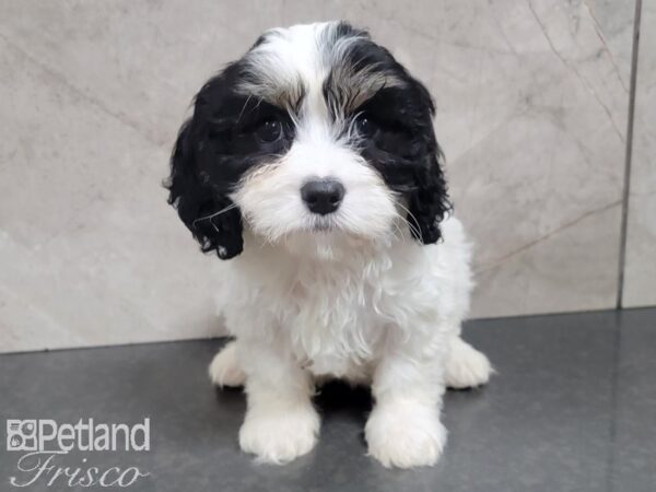 Cava Chon DOG Female TRI 27731 Petland Frisco, Texas