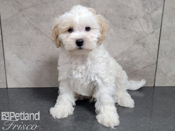 Shih Poo-DOG-Male-BROWN WH-27729-Petland Frisco & Mckinney, Texas