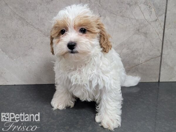 Shih Poo-DOG-Female-BROWN WH-27728-Petland Frisco, Texas