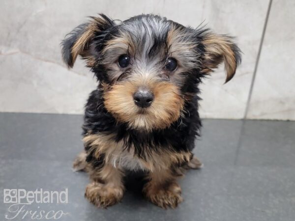 Yorkshire Terrier-DOG-Male-Blk tan-27724-Petland Frisco & Mckinney, Texas