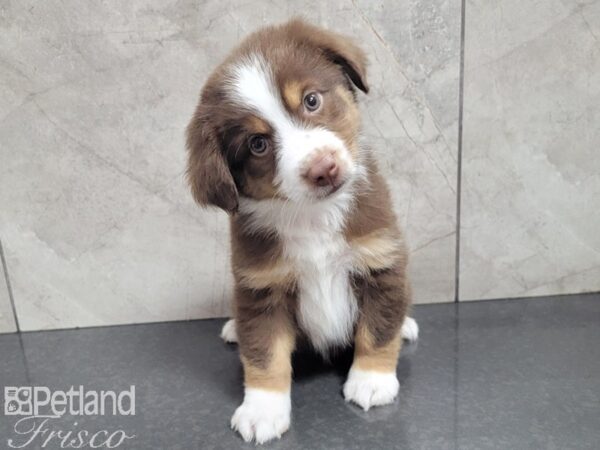Miniature Australian Shepherd-DOG-Male-RED TRI-27722-Petland Frisco & Mckinney, Texas