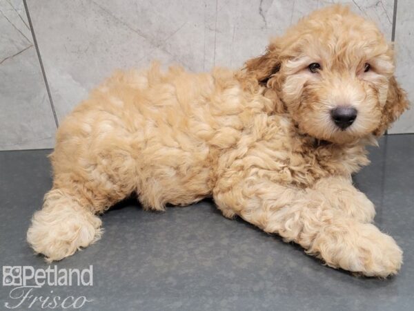 Mini Goldendoodle DOG Male Gold 27719 Petland Frisco, Texas