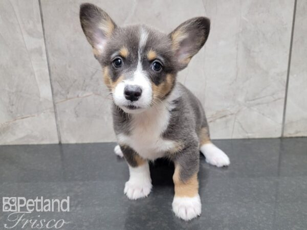 Pembroke Welsh Corgi-DOG-Female-Blue Tri-27713-Petland Frisco, Texas