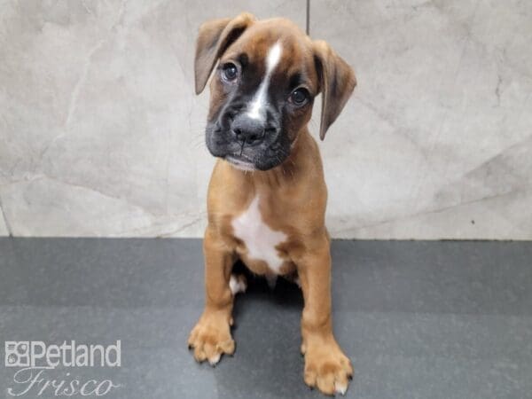 Boxer DOG Male Red and White 27709 Petland Frisco, Texas