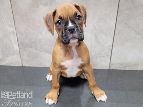 Boxer-DOG-Female-Red-27708-Petland Frisco, Texas