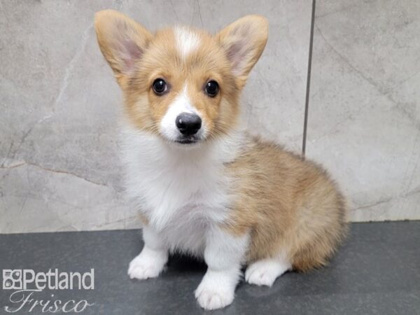 Pembroke Welsh Corgi-DOG-Male-Red and White-27707-Petland Frisco & Mckinney, Texas