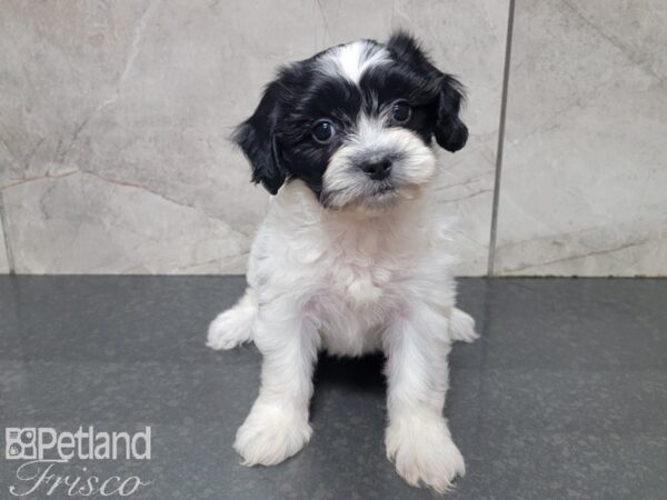 Teddy Bear-DOG-Female-BLK WH-27765-Petland Frisco & Mckinney, Texas