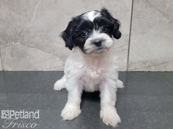 Teddy Bear DOG Female BLK WH 27765 Petland Frisco, Texas