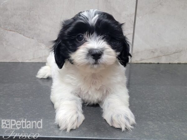 Teddy Bear DOG Female BLK WH 27763 Petland Frisco, Texas