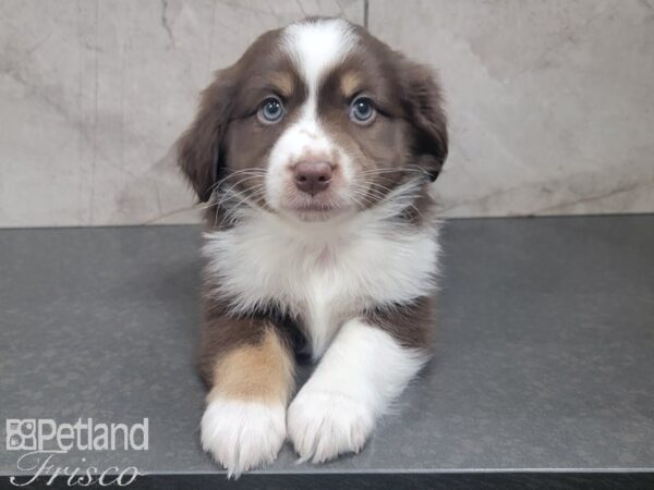 Miniature Australian Shepherd-DOG-Female-RED TRI-27757-Petland Frisco & Mckinney, Texas