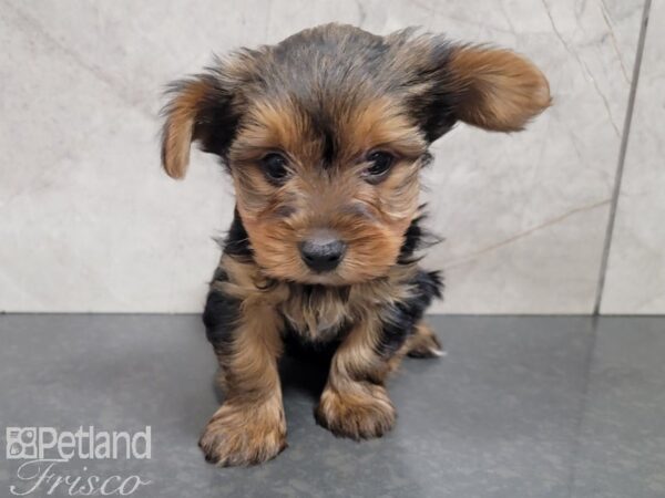Yorkshire Terrier-DOG-Male-BLK TAN-27756-Petland Frisco & Mckinney, Texas