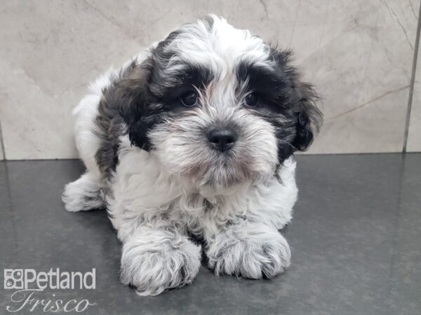 Teddy Bear DOG Male BROWN WHITE 27755 Petland Frisco, Texas