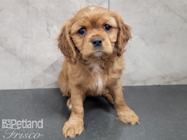 Cavalier King Charles Spaniel-DOG-Female-RUBY-27754-Petland Frisco & Mckinney, Texas