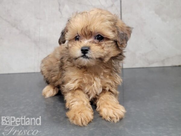 Shih Poo DOG Female RED 27753 Petland Frisco, Texas