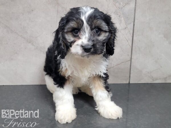 Cava Poo-DOG-Male-BLK WHITE-27752-Petland Frisco & Mckinney, Texas